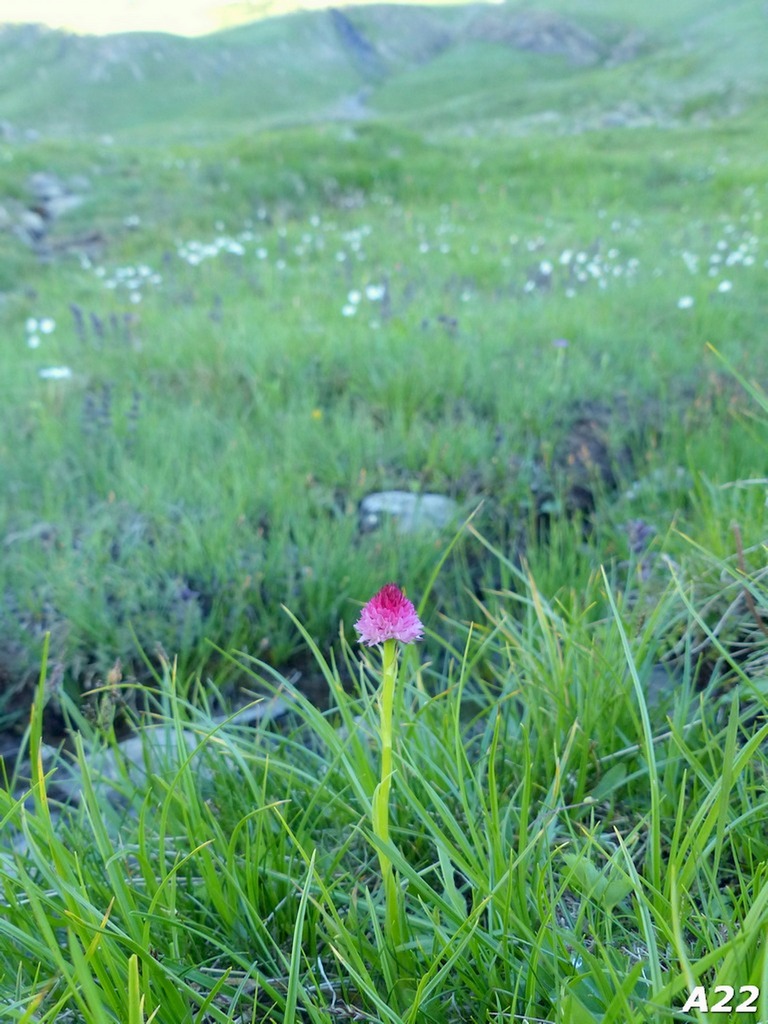 Nigritella corneliana / Nigritella di Cornelia Rudio